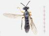 Dioctria longicornis